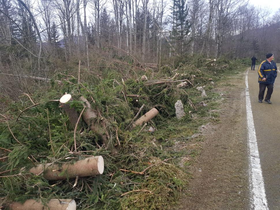 A fost prăpăd la Cheia. Fenomenul bizar care a pus la pământ sute de brazi - Galerie FOTO 643020