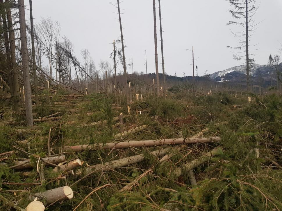 A fost prăpăd la Cheia. Fenomenul bizar care a pus la pământ sute de brazi - Galerie FOTO 643021