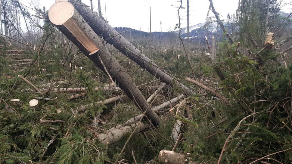 A fost prăpăd la Cheia. Fenomenul bizar care a pus la pământ sute de brazi - Galerie FOTO 643022