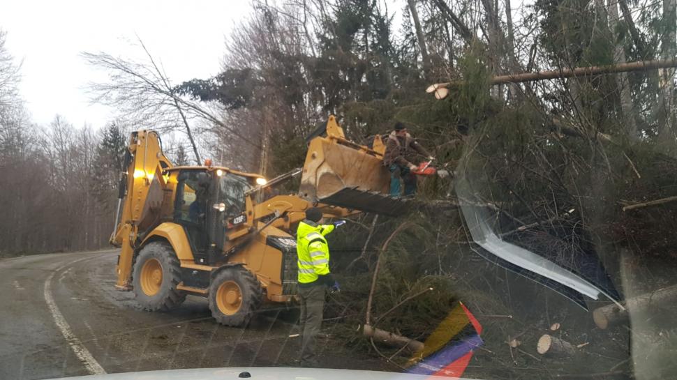 A fost prăpăd la Cheia. Fenomenul bizar care a pus la pământ sute de brazi - Galerie FOTO 643023