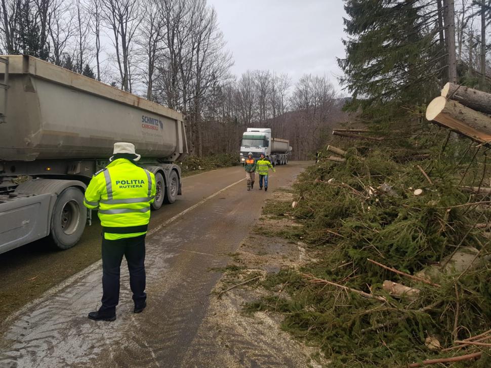 A fost prăpăd la Cheia. Fenomenul bizar care a pus la pământ sute de brazi - Galerie FOTO 643024