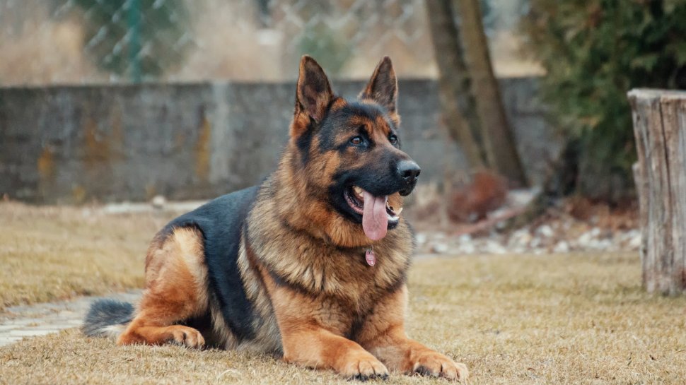 Bruno, un câine-polițist, a ajuns în punctul de a se pensiona. Surpriza făcută de colegii lui înainte de plecare