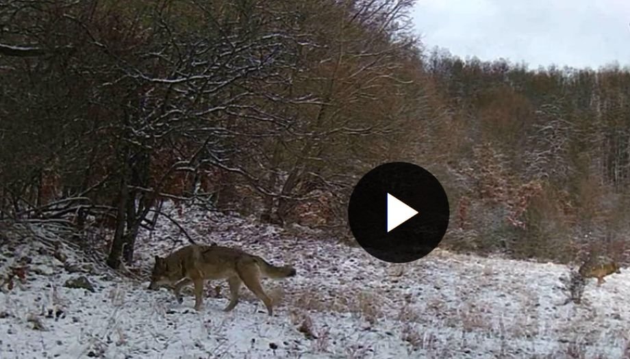 Animale sălbatice, filmate în mediul lor natural, în Munţii Apuseni (VIDEO)