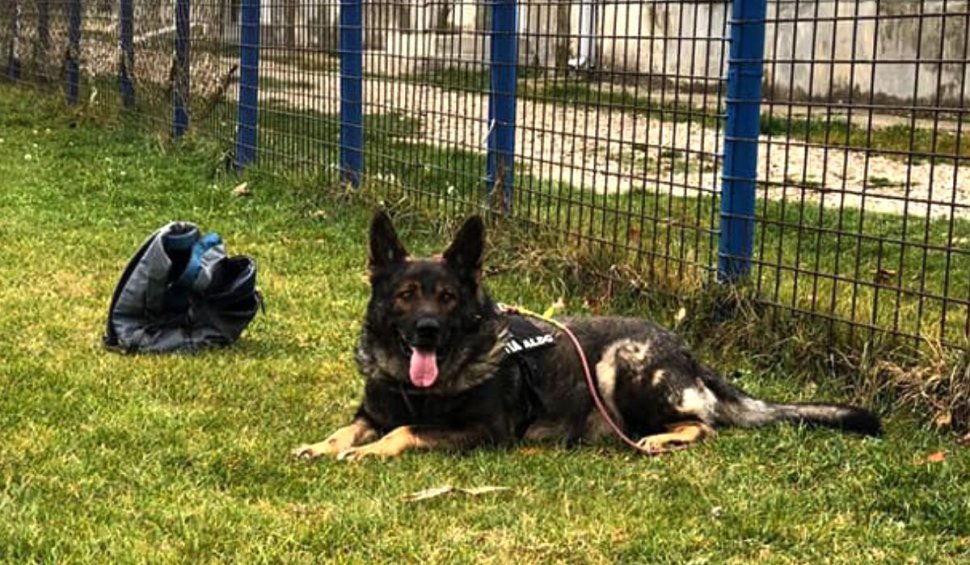 Petiţie online pentru salvarea lui Aldo, un câine poliţist din Ialomiţa