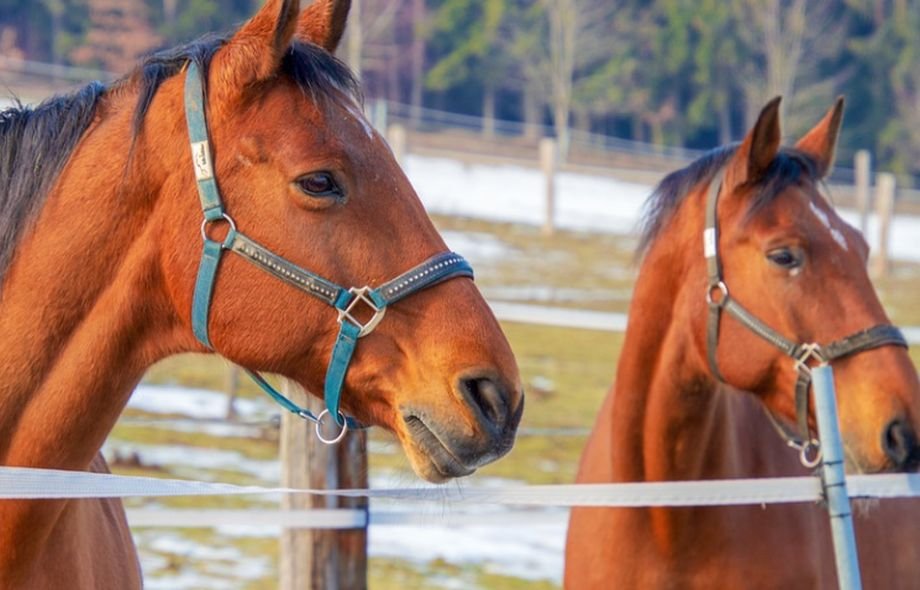 Şapte cai au murit într-un incendiu la adăpost de animale de lângă Pitești