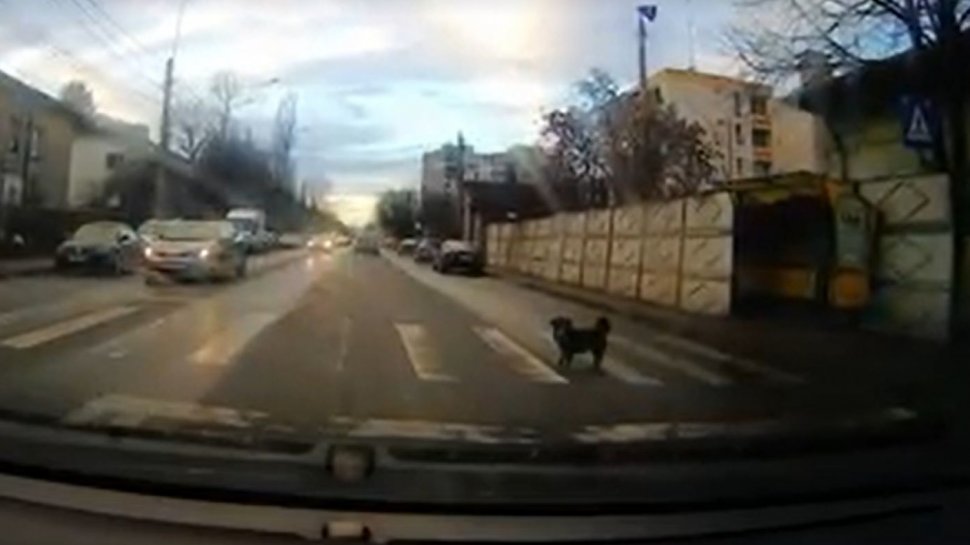 Cea mai tare lecție de circulație predată de un cățel din Ploiești (VIDEO)