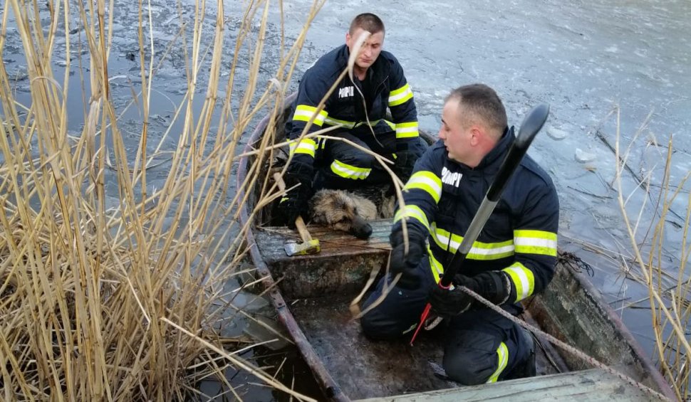 Câine salvat de pompieri dintr-un lac îngheţat, în Cisnădie