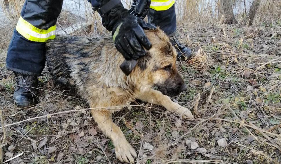 Câine salvat de pompieri dintr-un lac îngheţat, în Cisnădie 645023
