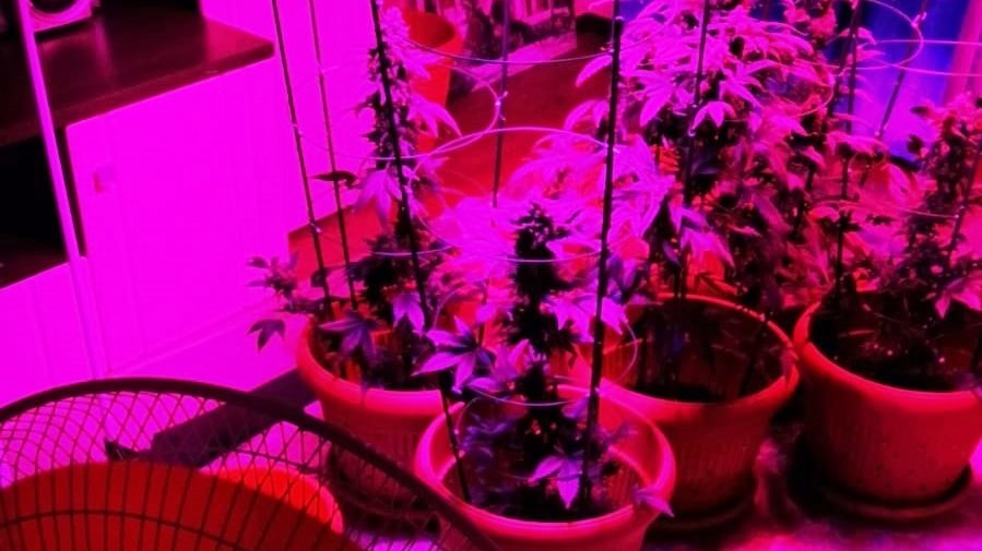 Cultură de cannabis descoperită într-un apartament din Constanţa. Polițiștii au găsit instalații și dispozitive de iluminat și irigat a acesteia (video)