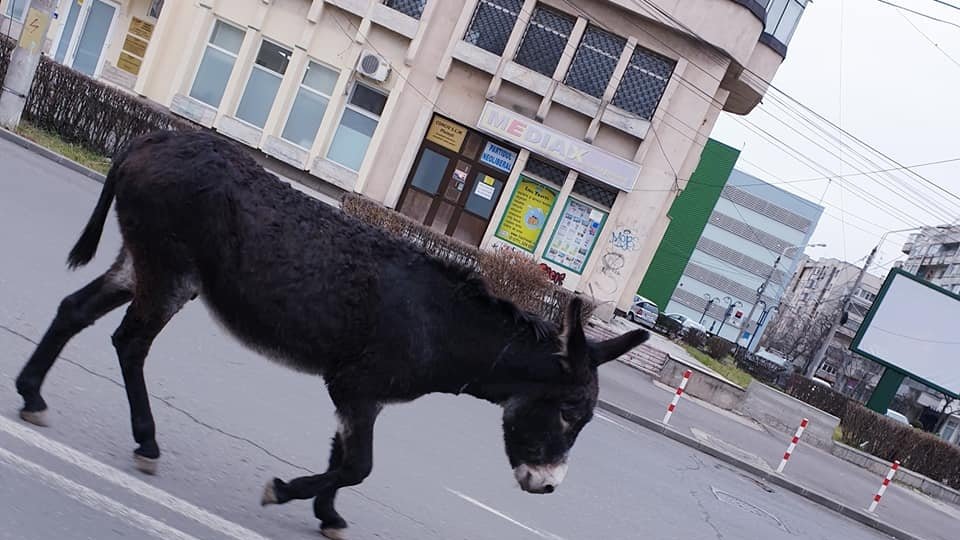 Un măgar a ieșit la plimbare în centrul Ploieștiului. Imaginile au devenit virale