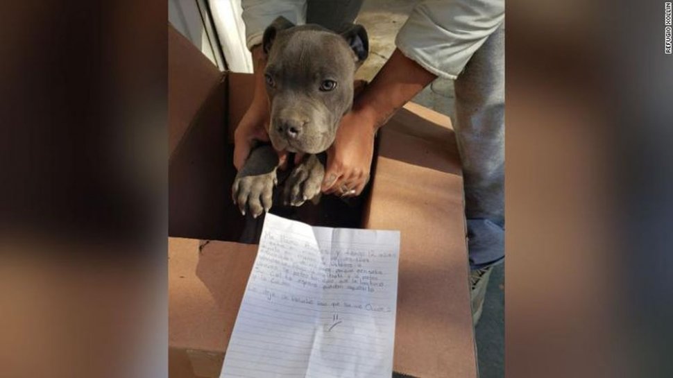 Cățelușul fusese abandonat în fața unui adăpost de animale, alături de un bilet. Mesajul emoționant a devenit în scurt timp viral