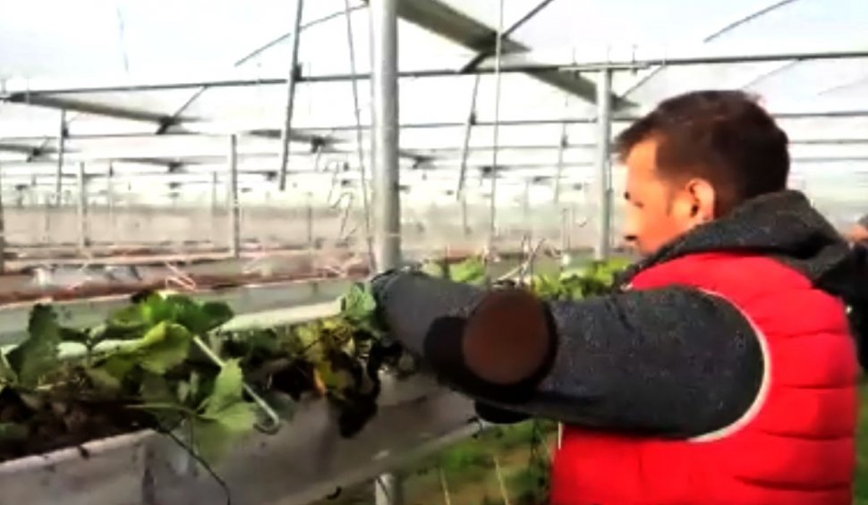 Agricool. Povestea românilor care lucrează la o fermă de căpşuni de 12 hectare, în Belgia