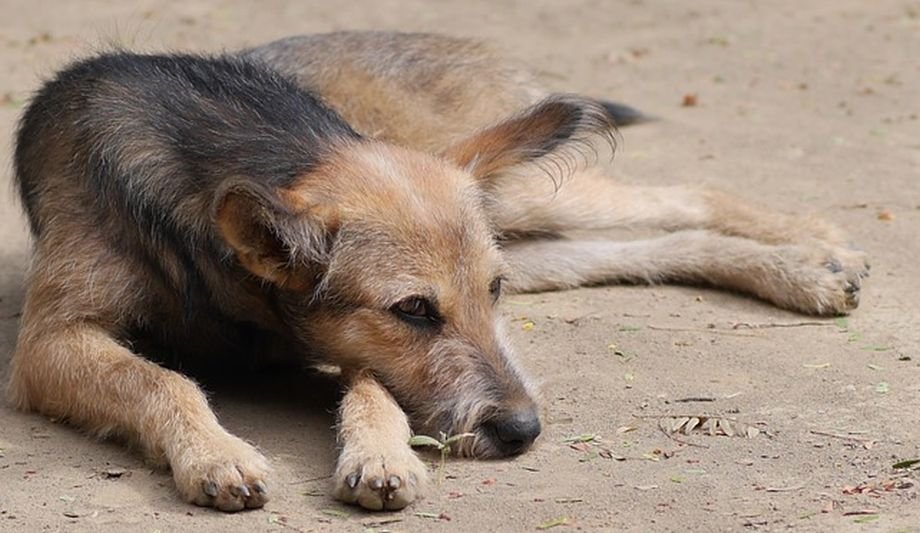 Vietnamezi acuzaţi că au furat un câine şi l-au mâncat, la Gilău, în Cluj