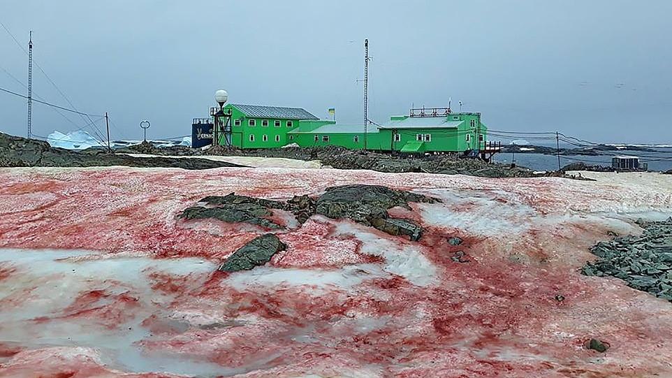 Zăpada roșie în Antarctica. Fenomenul uluitor i-a luat pe toți prin surprindere 646996