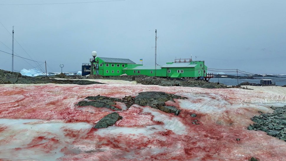 Zăpada roșie în Antarctica. Fenomenul uluitor i-a luat pe toți prin surprindere
