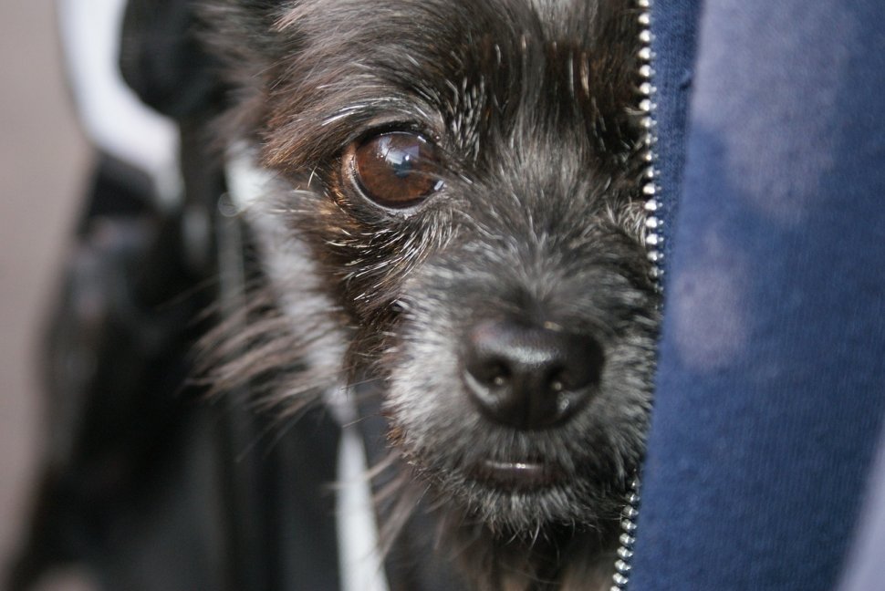 Câine testat pozitiv pentru coronavirus, după ce stăpâna lui a fost infectată cu noul virus din China