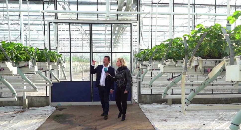 Agricool a vizitat o fermă belgiană de căpșuni unde muncesc zeci de români