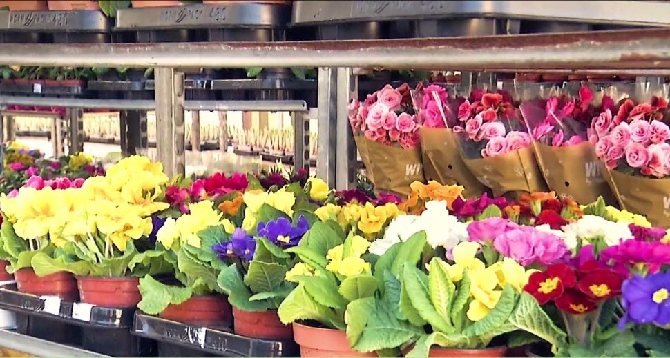 Agricool. Afacerile cu flori înfloresc în România