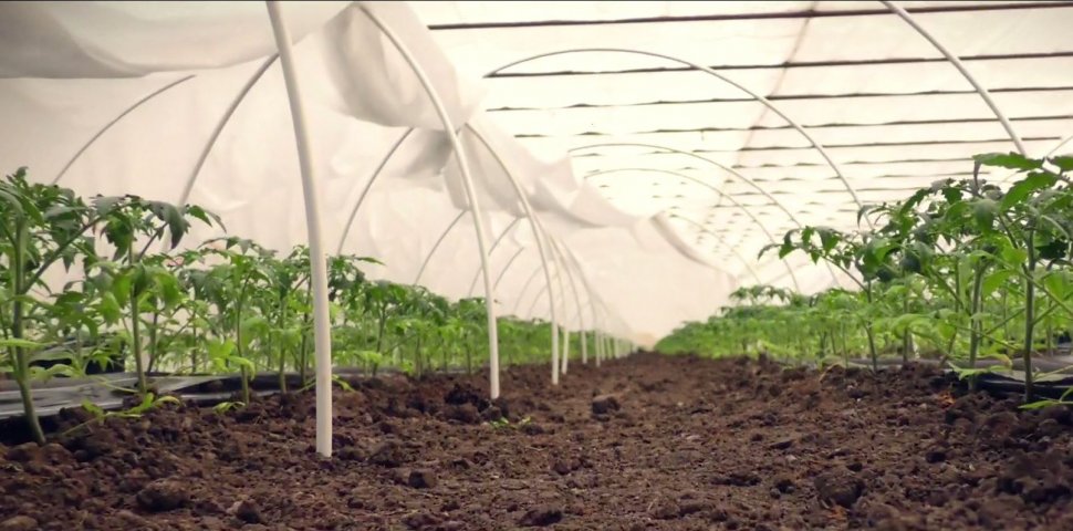 Agricool. Povestea legumicultorilor din Izbiceni care se zbat să producă roșii prin programul Tomata