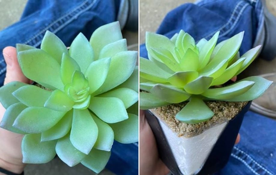 O femeie a udat o plantă timp de doi ani, până și-a dat seama că e de plastic