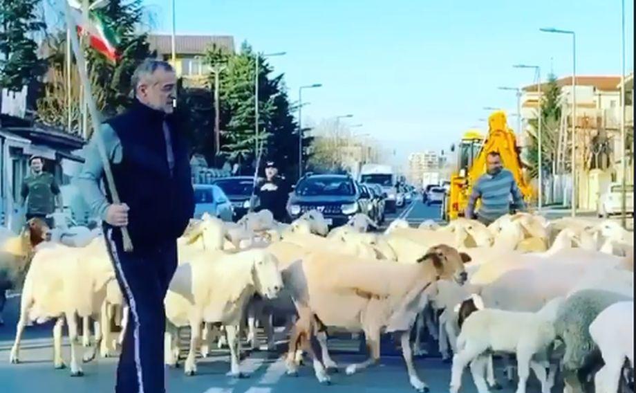 Gigi Becali, filmat cu turma de oi pe străzile din Pipera, în plină criză de coronavirus