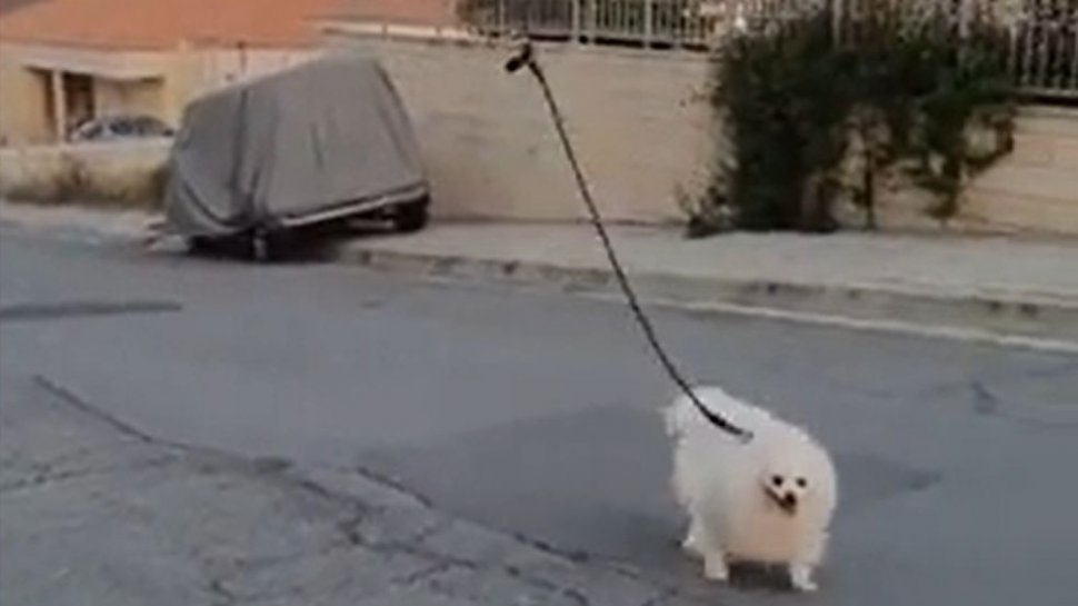 Idee inedită: Cum scoți câinele afară în timpul epidemiei de coronavirus (VIDEO)