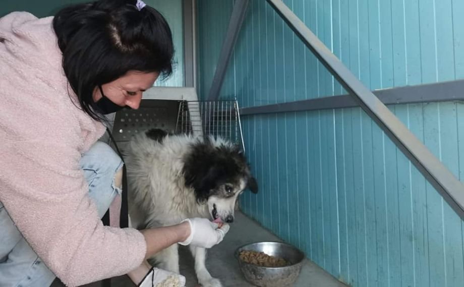 Povestea impresionantă a lui Bobiţă, câinele care a supraviețuit o lună fără mâncare și fără apă, din cauza crizei de coronavirus (Foto)