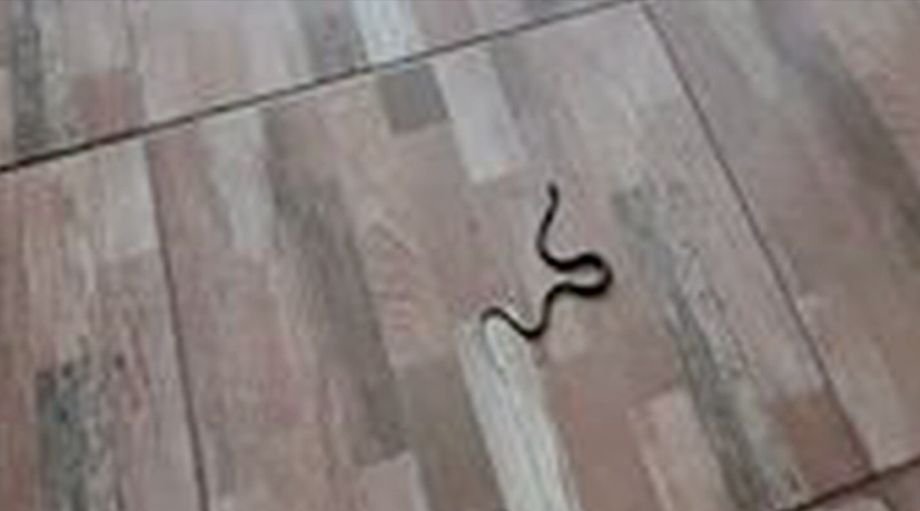 O româncă a găsit un şarpe în camera în care stătea în carantină la Tulcea (Video)