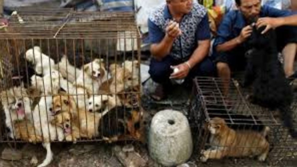 Autorităţile chineze spun stop! unuia dintre cele mai vechi obiceiuri: Consumul de carne de câine, posibilă sursă a COVID-19 