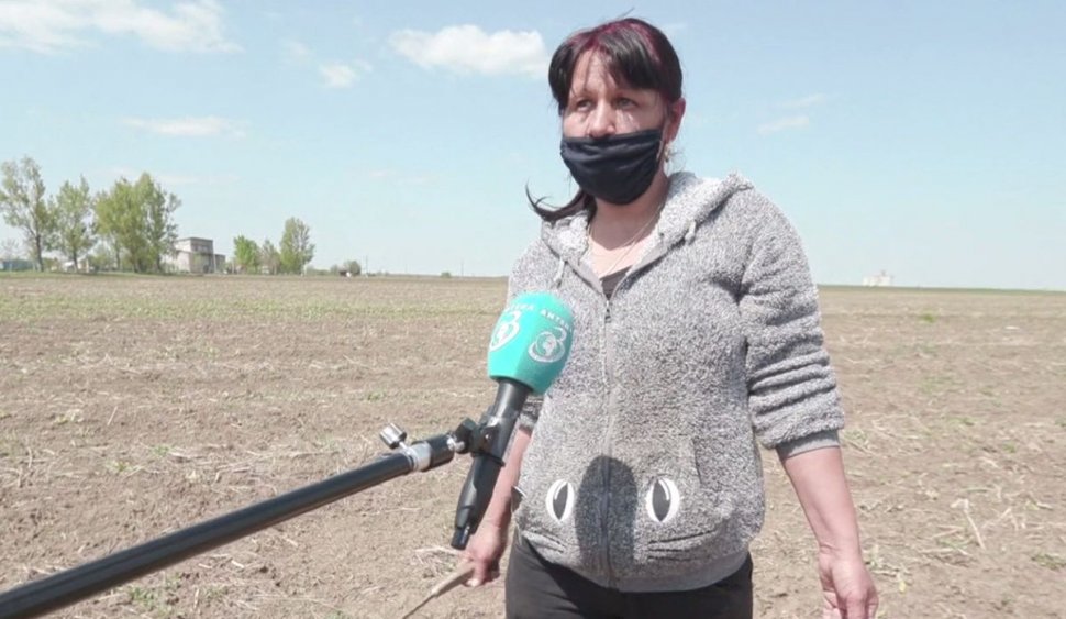 Cât câștigă muncitorii români care culeg sparanghel în țara noastră și cât câștigă în afară