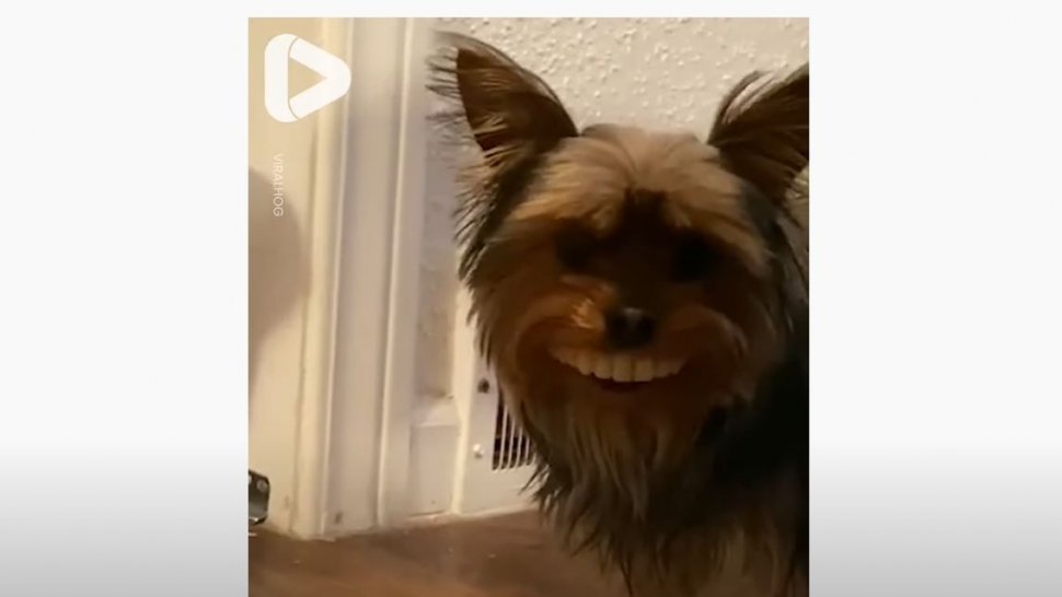 Un câine a furat proteza dentară a stăpânului. Ce a urmat, a devenit viral (VIDEO)
