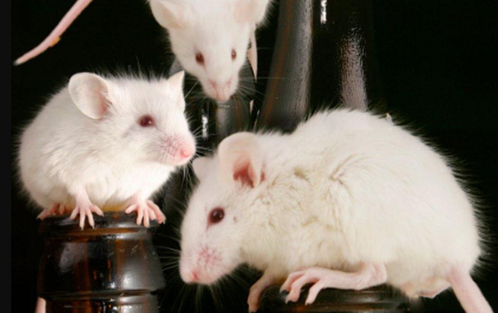 Nu se mai găsesc șoareci de laborator. Dezvoltarea unui vaccin pentru Covid-19 ar putea fi afectată