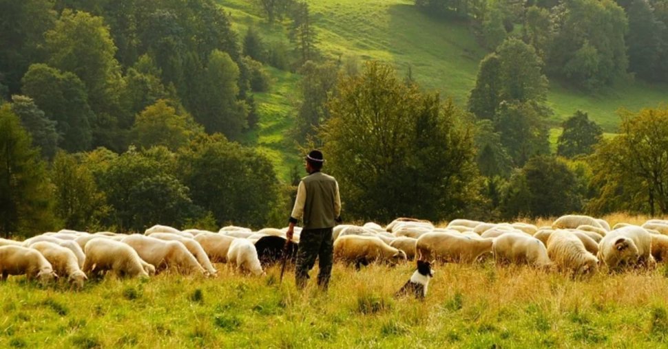 Un bătrân a fost amendat cu 15.000 de lei pentru că a fugit să îşi adune oile scăpate din curte fără să aibă declarație 