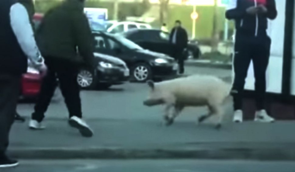 Femeie amendată pentru că a ieșit din curte să prindă un porc, fără declarație, în Satu Mare