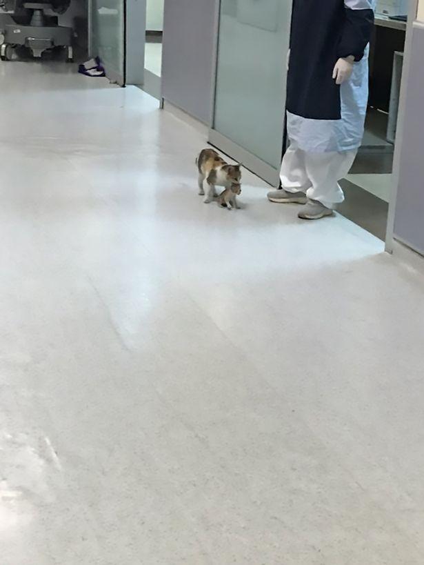 O pisică și-a cărat puiul bolnav la spital. L-a lăsat doar când a ajuns la medic (FOTO) 660097