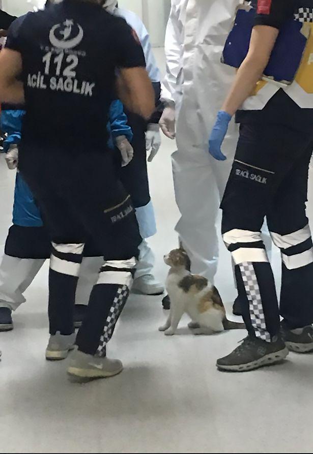 O pisică și-a cărat puiul bolnav la spital. L-a lăsat doar când a ajuns la medic (FOTO) 660098