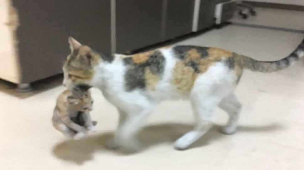 O pisică și-a cărat puiul bolnav la spital. L-a lăsat doar când a ajuns la medic (FOTO)