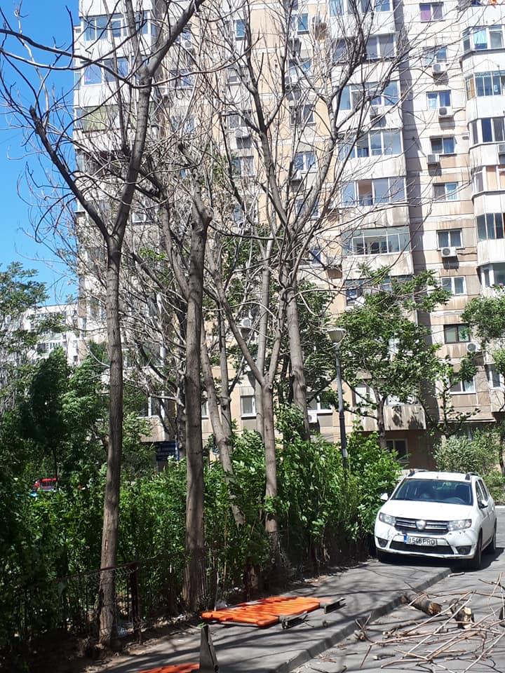Mașină distrusă în București, după ce mai multe crengi au căzut din cauza vântului - FOTO 661619