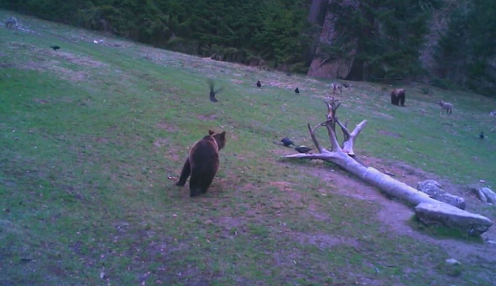 Imagini inedite. Doi urși și patru lupi s-au întâlnit în pădurile Braşovului