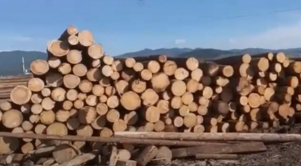Şase persoane din Alba au fost reţinute. Ar fi sustras peste 1.900 metri cubi material lemnos din fondul forestier naţional