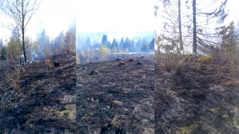 Acuzații grave: ”Au dat foc la pădure ca să nu se mai știe cât au furat în starea de urgență”