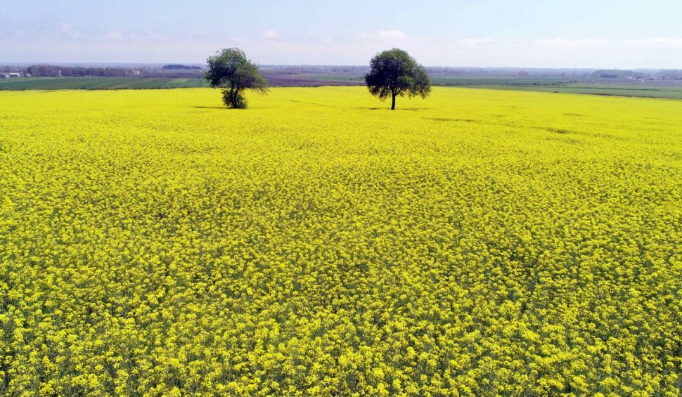 Bani pentru fermierii români care pierd culturile de rapiță din cauza secetei extreme