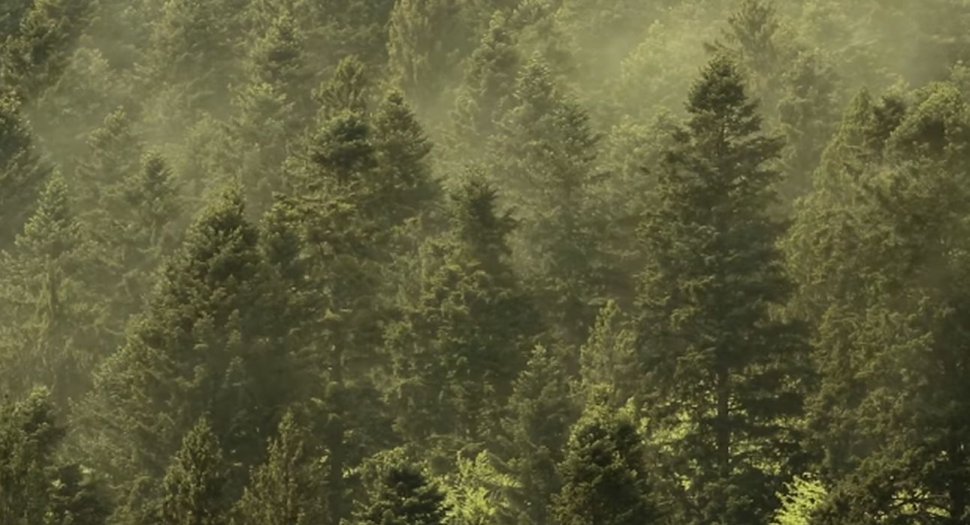 Fenomen care are loc o singură zi pe an, filmat într-un parc național din România