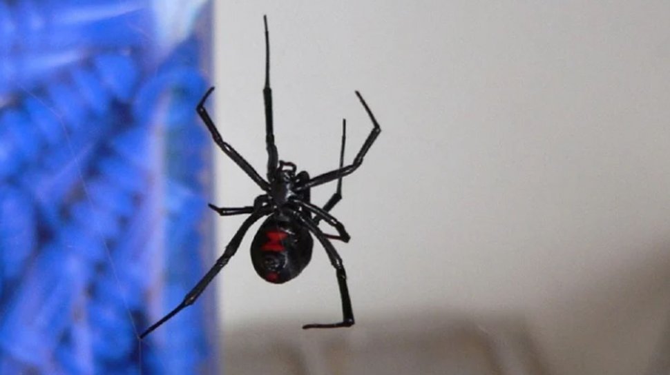 Trei frați s-au lăsat mușcați de un păianjen „Văduva neagră”. Au crezut că vor avea puteri ca Spider-Man