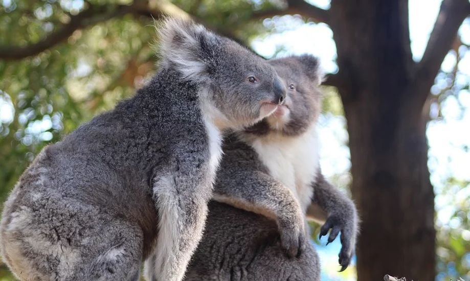 Primul pui de Koala născut după incendiile devastatoare din Australia
