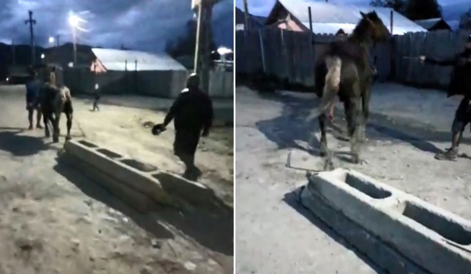 Cai biciuiți și puși să tragă stâlpi de beton, live pe Facebook: 'Trage mai tare ca X5-ul'