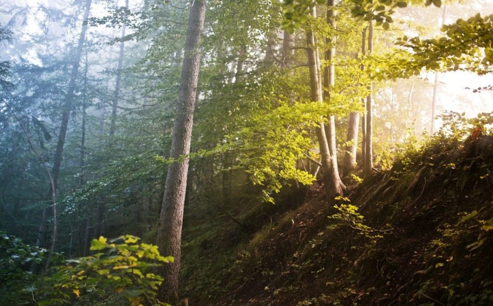 Zeci de copaci tăiați într-o pădure din Vrancea. Autoritățile verifică dacă a fost legal sau nu