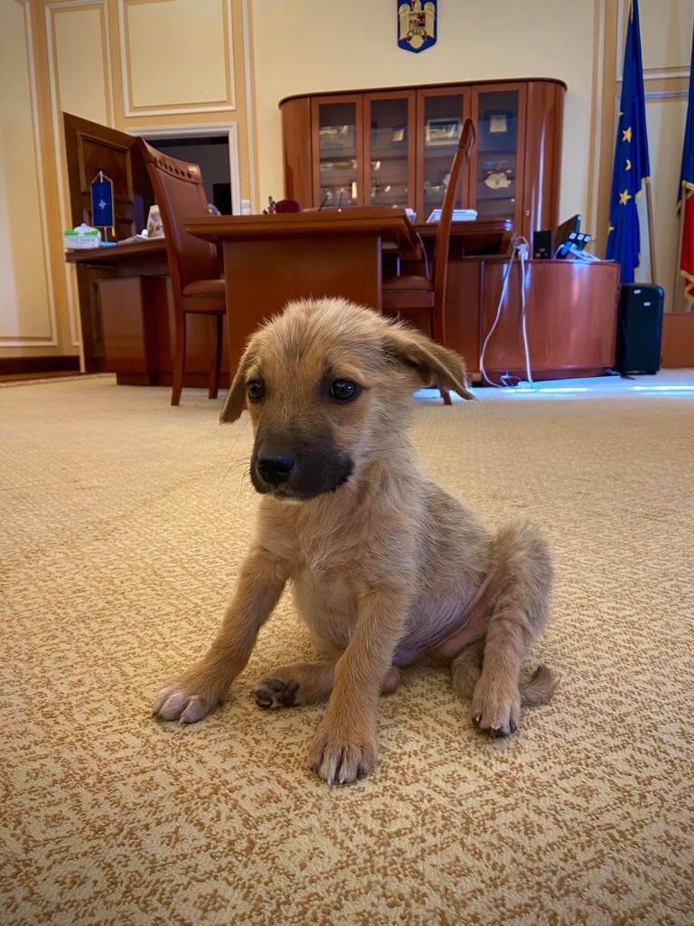 MAI a adoptat un cățeluș. Marcel Vela, apel către români: Vă rog să îmi scrieți mesaj în privat! - FOTO 666052