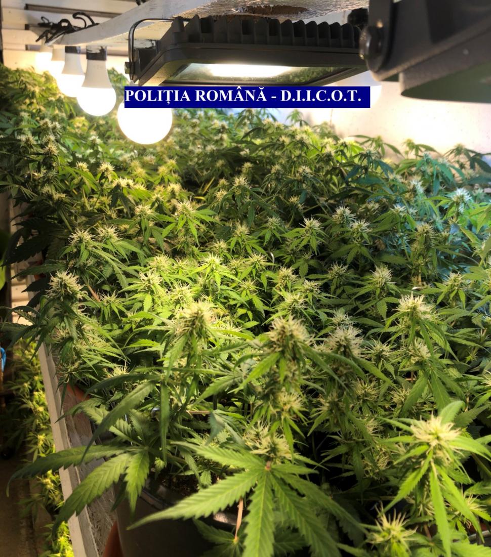 Polițiștii și procurorii DIICOT au descoperit o cultură de cannabis în locuința unui bărbat 666124