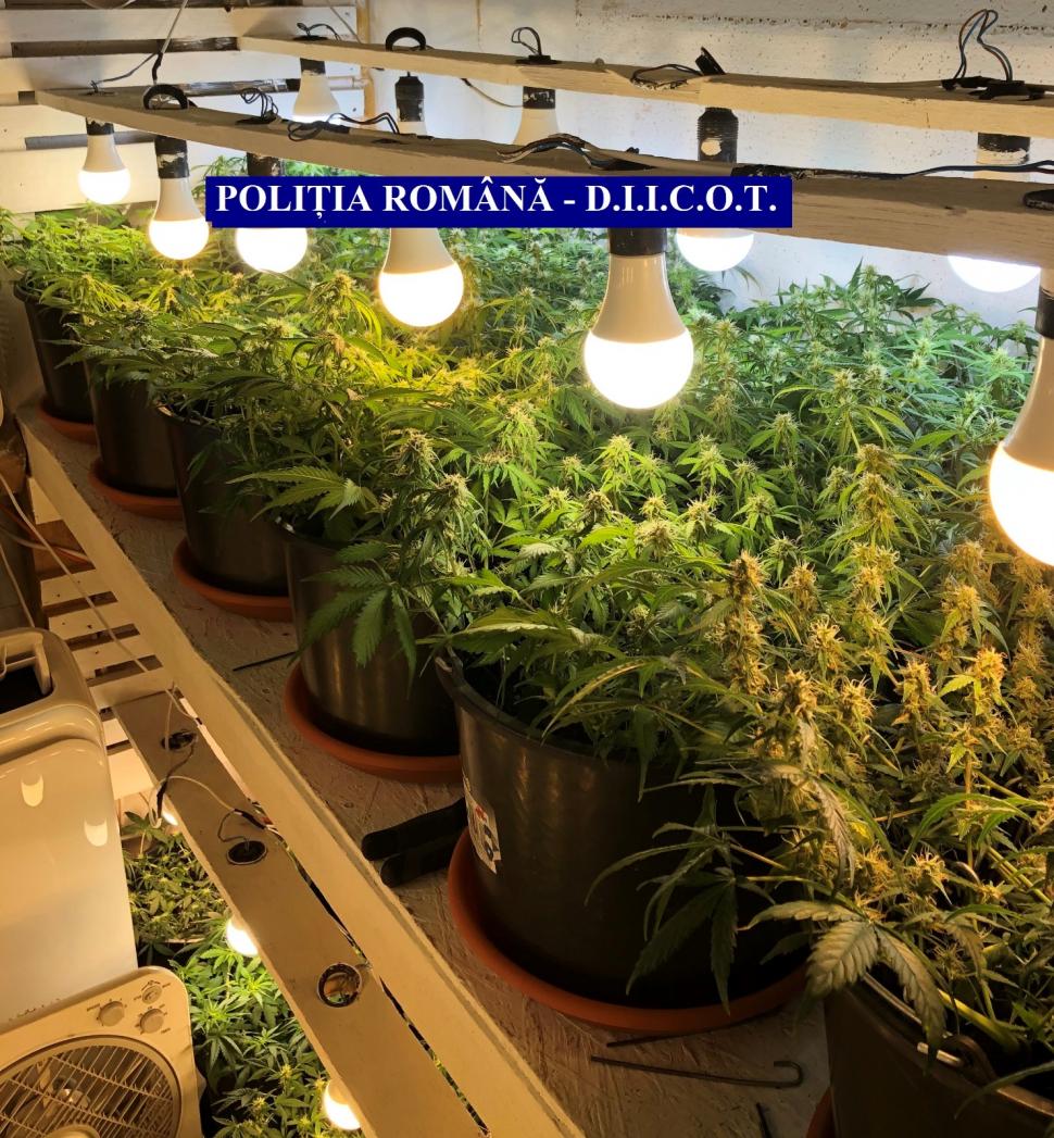 Polițiștii și procurorii DIICOT au descoperit o cultură de cannabis în locuința unui bărbat 666125